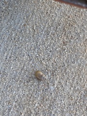 Bulimulus bonariensis