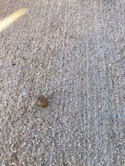 Bulimulus bonariensis