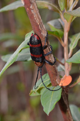 Ceroplesis hauseri