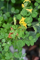 Corydalis ochotensis