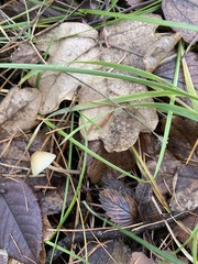 Mycena aurantiomarginata