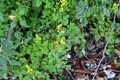 Corydalis ochotensis