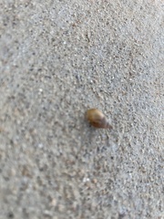 Bulimulus bonariensis