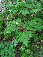 Pteridium aquilinum latiusculum