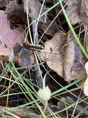 Mycena aurantiomarginata