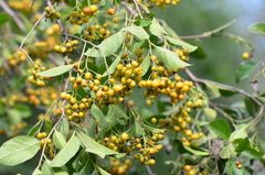 Ehretia anacua