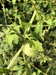 Sicyoeae