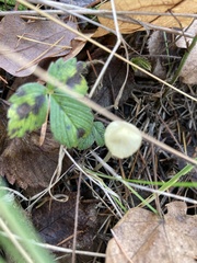 Mycena aurantiomarginata