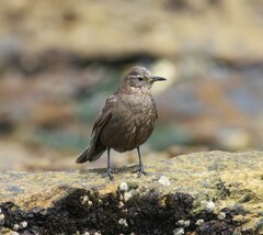 Cinclodes antarcticus