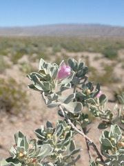 Leucophyllum