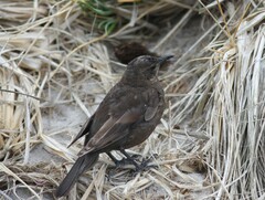 Cinclodes antarcticus