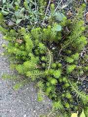 Petrosedum rupestre