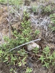 Nitrophila occidentalis