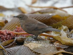Cinclodes antarcticus