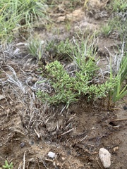 Nitrophila occidentalis