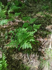 Pteridium aquilinum latiusculum