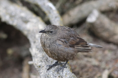 Cinclodes antarcticus