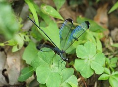 Psolodesmus mandarinus dorothea