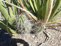 Echinocereus enneacanthus enneacanthus