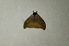 Automeris belti