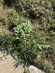 Ratibida columnifera