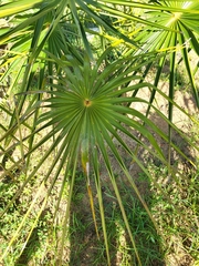 Coccothrinax barbadensis