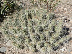 Echinocereus enneacanthus enneacanthus