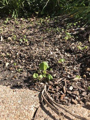 Dichondra carolinensis