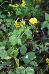 Potentilla cryptotaeniae