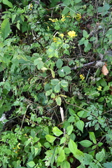 Potentilla cryptotaeniae