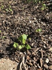 Dichondra carolinensis