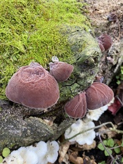Auricularia auricula-judae