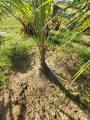Coccothrinax barbadensis