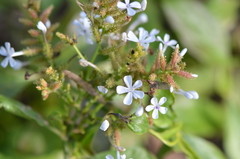 Plumbago zeylanica