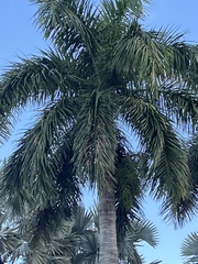 Arecoideae