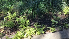 Dichondra carolinensis