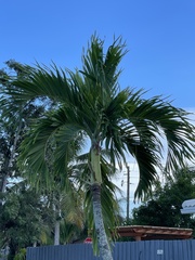 Ptychosperma elegans