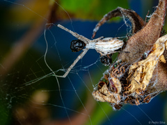 Uloborus walckenaerius