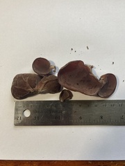 Auricularia auricula-judae