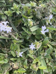 Richardia grandiflora