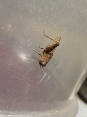 Oedipodinae