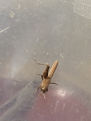 Oedipodinae