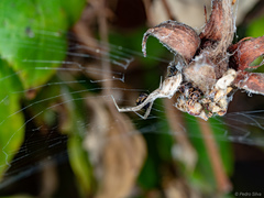 Uloborus walckenaerius
