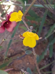 Hemimeris sabulosa