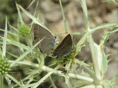 Satyrium spini
