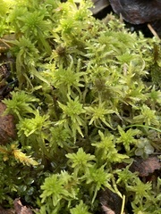 Sphagnum angustifolium