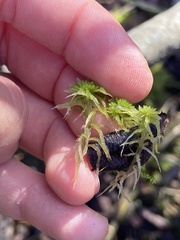 Sphagnum angustifolium
