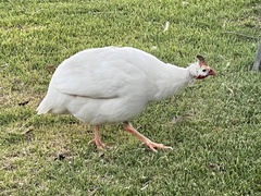 Numida meleagris domesticus