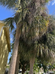 Sabal palmetto