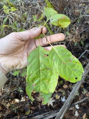 Cephalanthus occidentalis